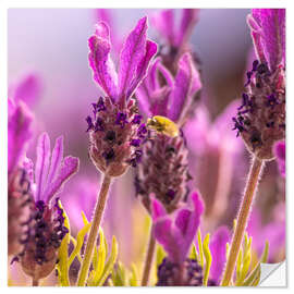 Wandsticker Lavendel Duft