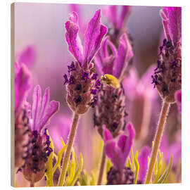 Wood print Lavender scent - Félix Frankl
