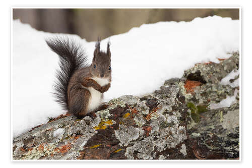 Póster A little squirrel