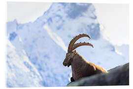 Acrylic print Capricorn I