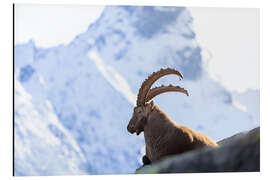 Aluminiumtavla Capricorn I