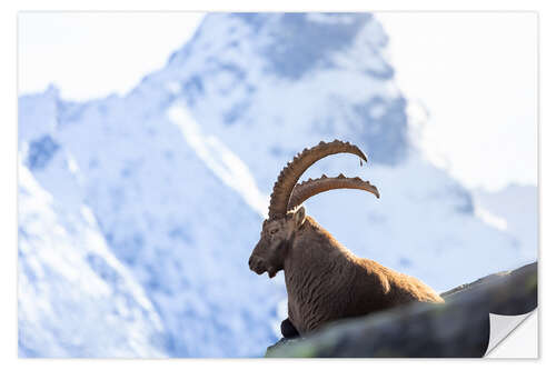 Wall sticker Capricorn I