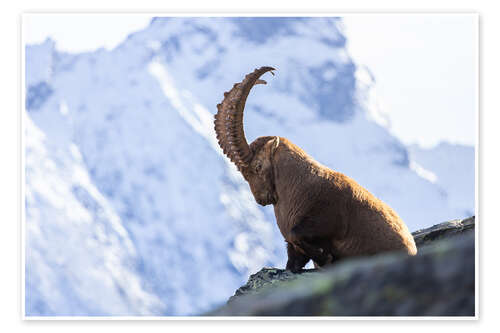 Plakat Capricorn II