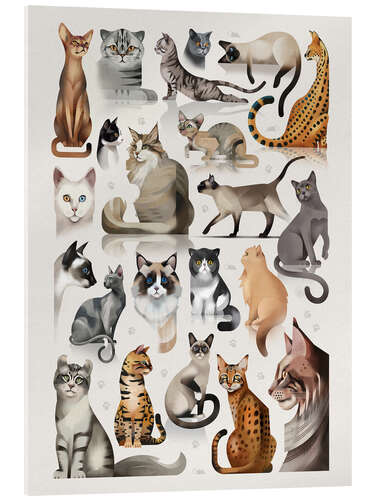 Acrylic print Cat breeds, domestic and wild