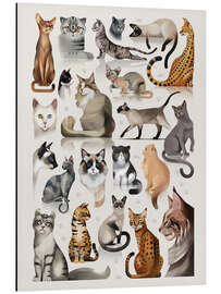 Obraz na aluminium Cat breeds, domestic and wild - Dieter Braun
