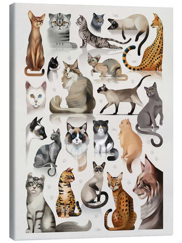 Lienzo Cat breeds, domestic and wild