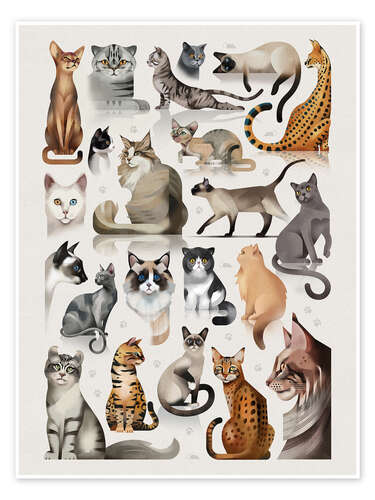 Plakat Cat breeds, domestic and wild