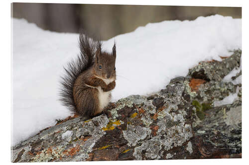 Acrylglasbild Eichhörnchen im Schnee