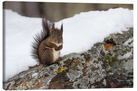 Leinwandbild Eichhörnchen im Schnee - Félix Frankl