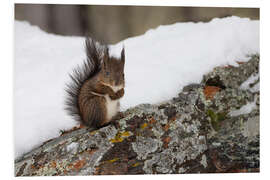 Tableau en PVC Squirrel in the snow - Félix Frankl