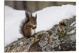 Gallery Print Eichhörnchen im Schnee