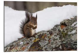 Magnettafel Eichhörnchen im Schnee