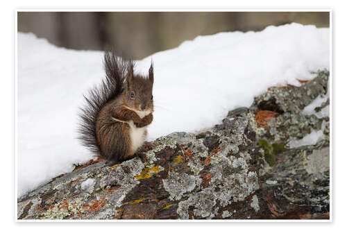 Póster Squirrel in the snow
