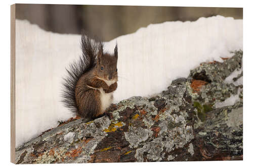 Wood print Squirrel in the snow