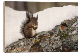 Wood print Squirrel in the snow - Félix Frankl
