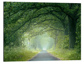 Aluminium print Morning mood in the forest