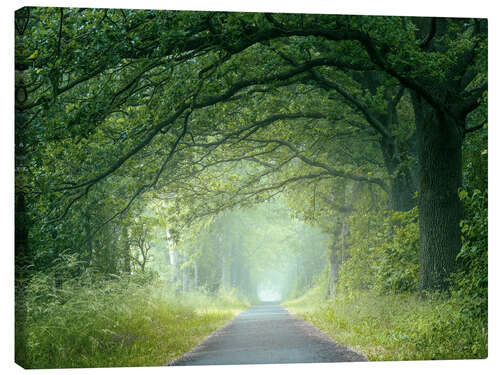 Canvastavla Morning mood in the forest