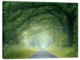 Quadro em tela Morning mood in the forest
