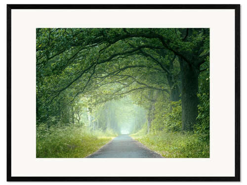 Framed art print Morning mood in the forest