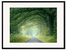 Framed art print Morning mood in the forest