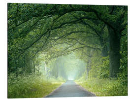 Gallery Print Morgenstimmung im Wald