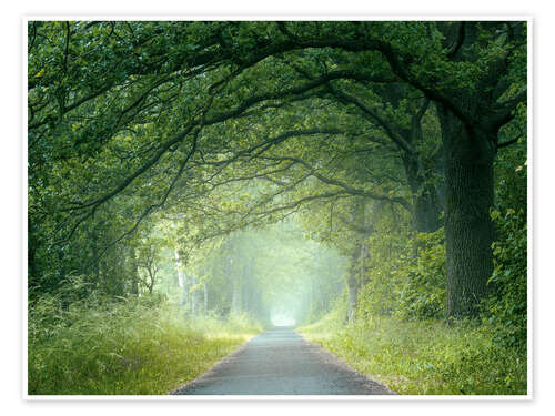 Juliste Morning mood in the forest