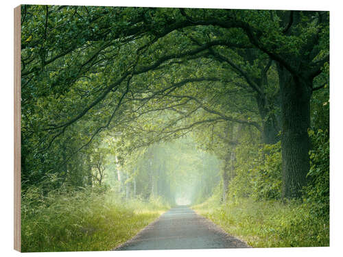 Cuadro de madera Morning mood in the forest