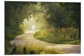 PVC-taulu Morning mist in the forest