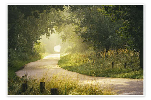 Poster Morning mist in the forest