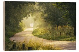 Hout print Morning mist in the forest