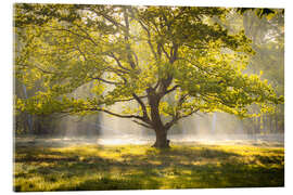 Acrylic print Tree at sunrise - Nils Steiner
