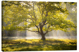 Canvas print Tree at sunrise - Nils Steiner