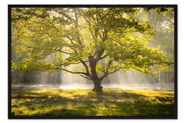 Gerahmter Kunstdruck Baum im Sonnaufgang