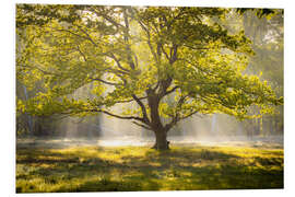 Hartschaumbild Baum im Sonnaufgang
