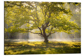 Magnettafel Baum im Sonnaufgang