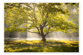 Wall print Tree at sunrise - Nils Steiner