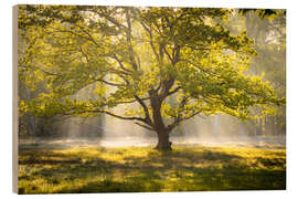 Wood print Tree at sunrise - Nils Steiner