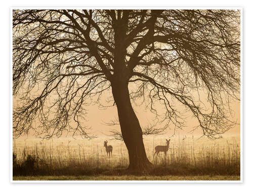 Poster Morning mood in spring
