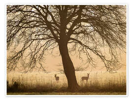 Wall print Morning mood in spring - Nils Steiner