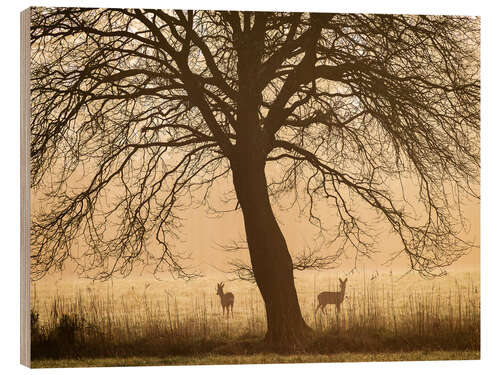 Cuadro de madera Morning mood in spring