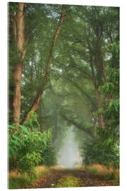 Acrylic print Lush forest road in September - Martin Podt