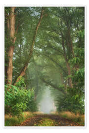 Stampa Lush forest road in September - Martin Podt