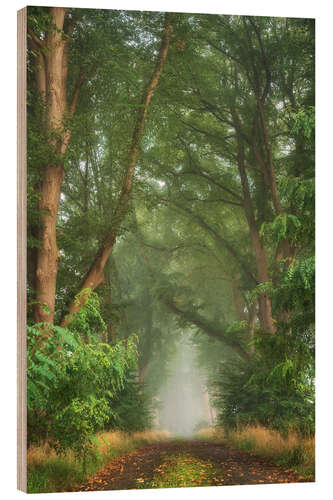 Wood print Lush forest road in September