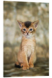 Acrylic print Portrait of a cute Abyssinian kitten - Heidi Bollich