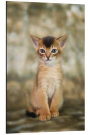 Alubild Porträt eines niedlichen Abessinier Kitten - Heidi Bollich