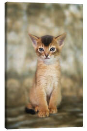 Lienzo Portrait of a cute Abyssinian kitten - Heidi Bollich