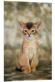 Tableau en PVC Portrait of a cute Abyssinian kitten - Heidi Bollich