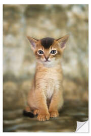 Wandsticker Porträt eines niedlichen Abessinier Kitten - Heidi Bollich