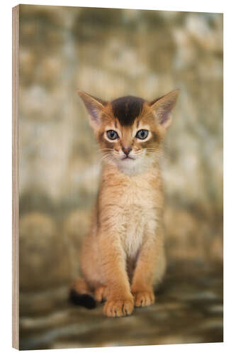 Cuadro de madera Portrait of a cute Abyssinian kitten