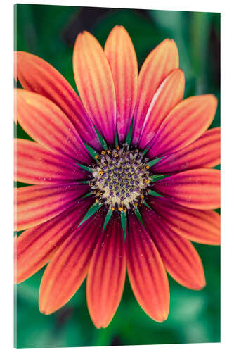 Acrylglasbild Flower Power